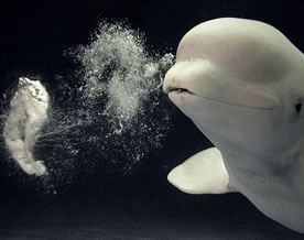 日本水族馆小白鲸秀吐泡泡
