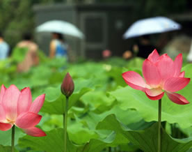 图组：姑苏夏至 荷花飘香