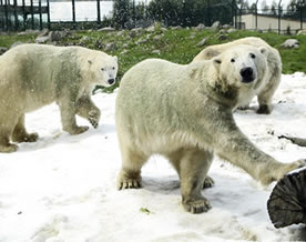 纽南动物园为北极熊造雪