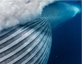 摄影师拍到布氏鲸捕食瞬间珍贵镜头